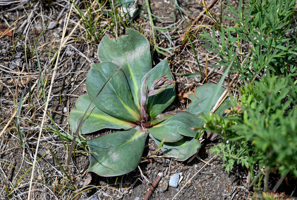 Изображение особи Goniolimon speciosum.