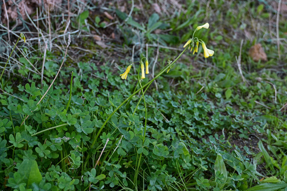 Image of Oxalis pes-caprae specimen.