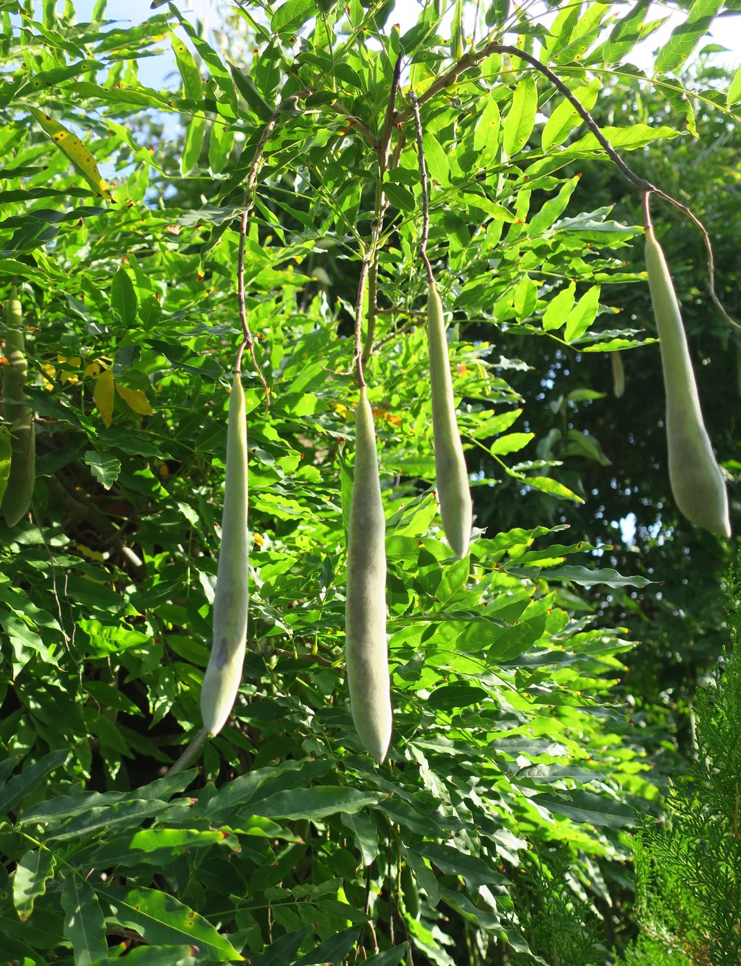 Image of Wisteria sinensis specimen.