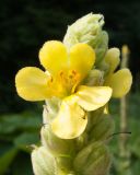 Verbascum thapsus. Верхушка соцветия. Краснодарский край, м/о г. Геленджик, щель Капустная, каменистое русло временно пересохшего ручья. 16.07.2016.