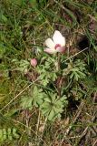 Anemone petiolulosa × A. tschernjaewii