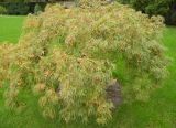 Acer palmatum. Молодое деревце (f. 'Dissectum'). Южный Берег Крыма, пгт Партенит, парк ЛОК \"Айвазовское\". 15.10.2010.