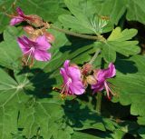 Geranium macrorrhizum