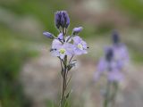 Veronica gentianoides