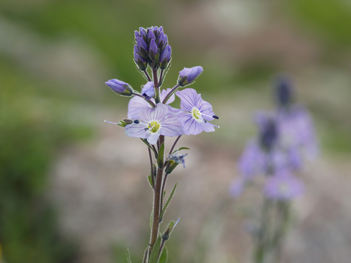 Image of Veronica gentianoides specimen.