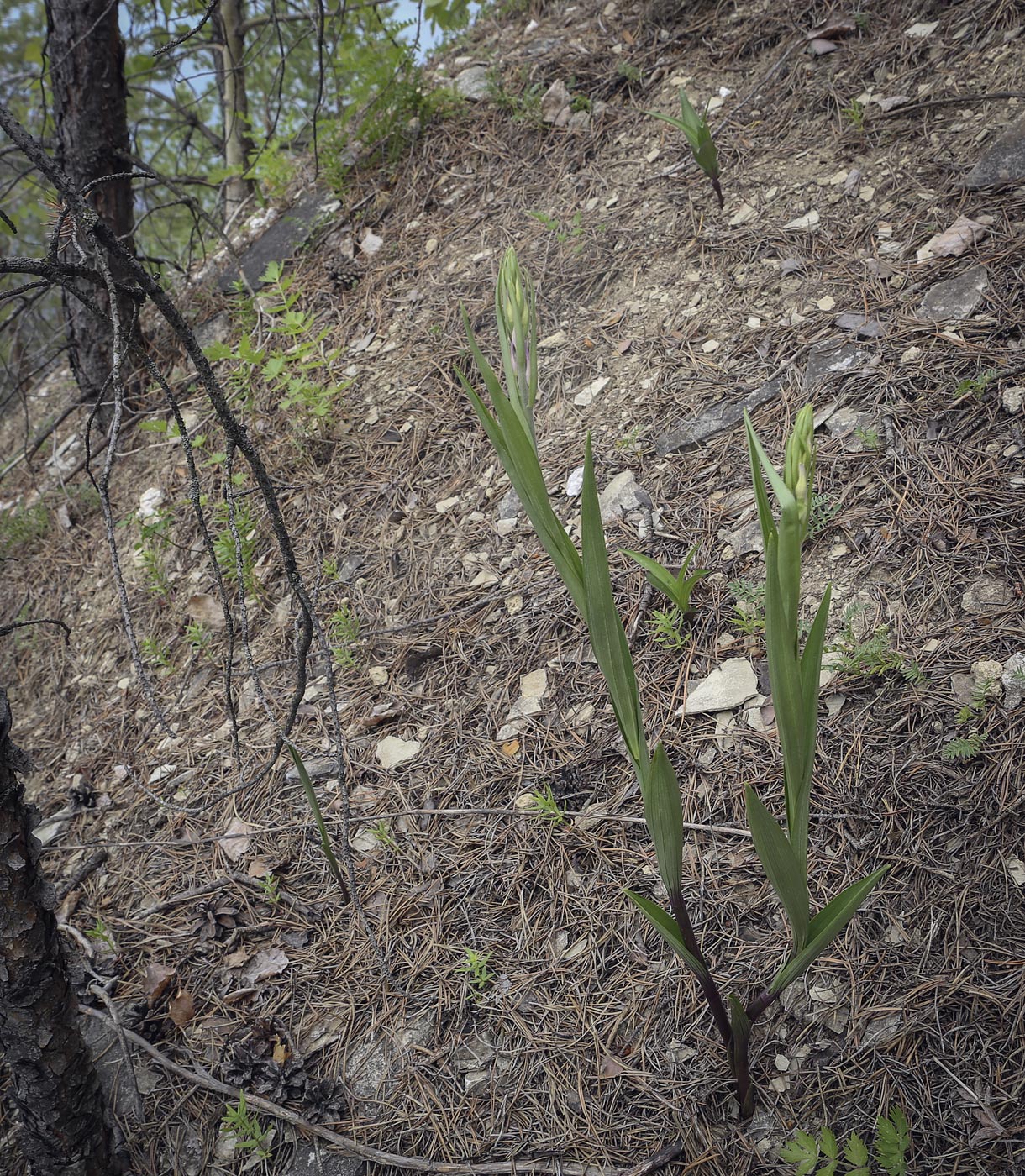 Изображение особи Cephalanthera rubra.