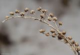 Artemisia absinthium