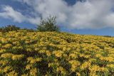 Rhododendron luteum. Аспект цветущих растений. Краснодарский край, Лазаревский р-н, южный склон Главного Кавказского хребта, высота 1350 м н.у.м., пояс субальпийских лугов. 27.05.2023.