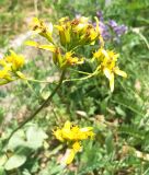 Ligularia thomsonii