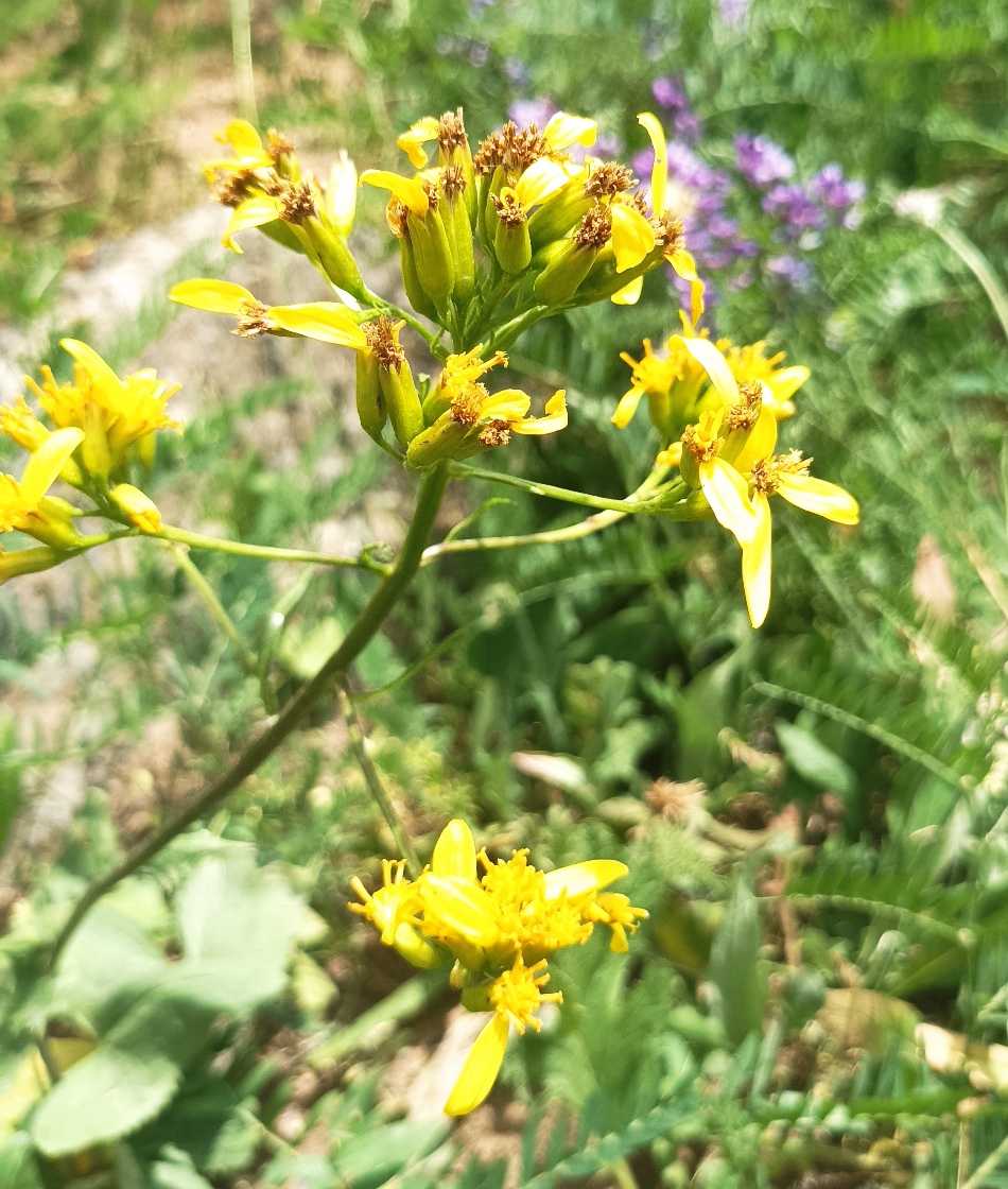 Image of Ligularia thomsonii specimen.