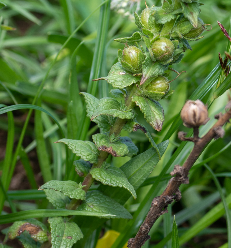 Image of Verbascum virgatum specimen.