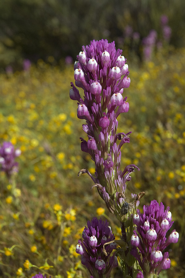 Изображение особи Castilleja exserta.