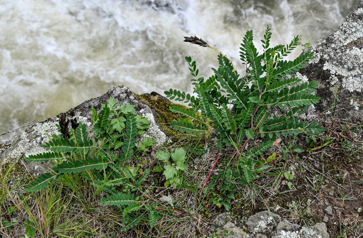 Изображение особи Astragalus schelichowii.