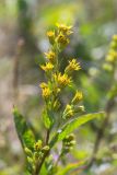 Solidago virgaurea ssp. lapponica