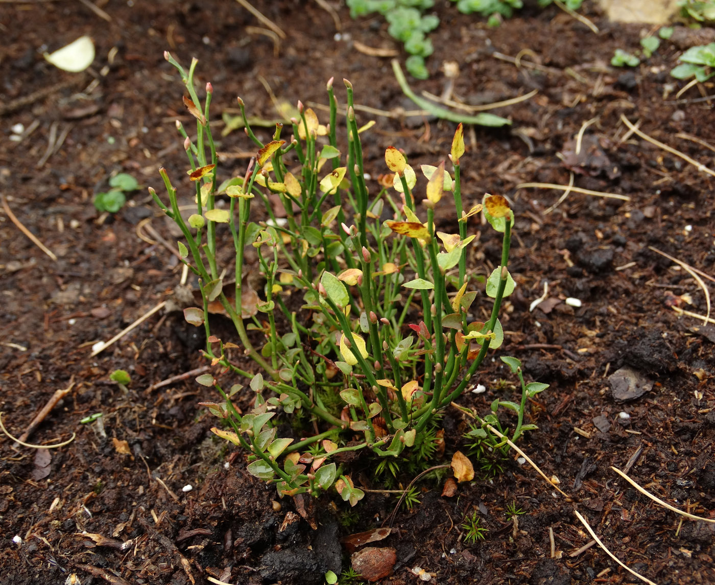 Image of Vaccinium scoparium specimen.