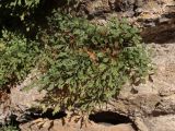 Asplenium ruta-muraria