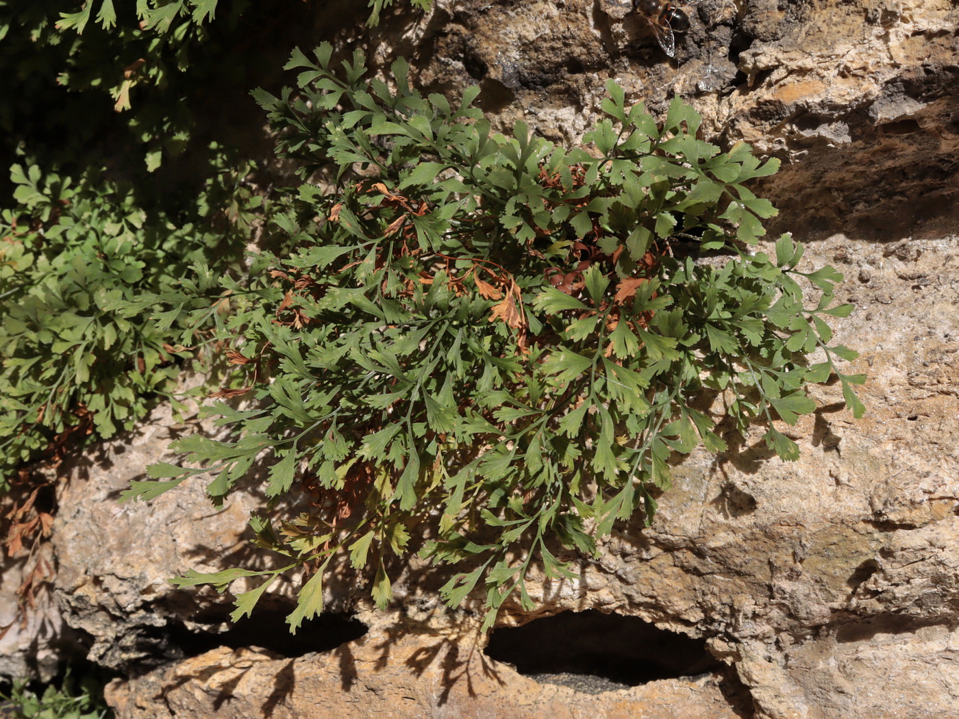 Изображение особи Asplenium ruta-muraria.