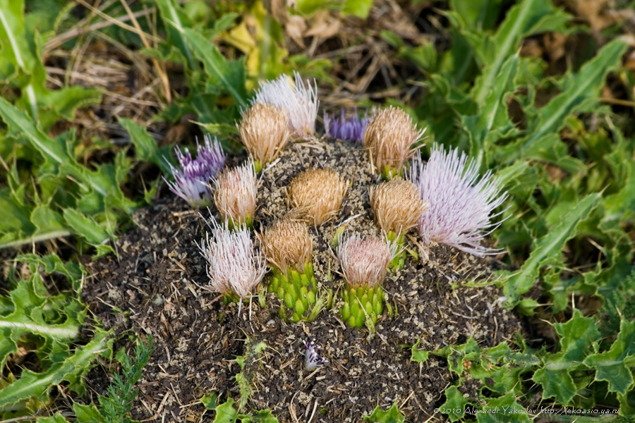 Изображение особи Cirsium roseolum.