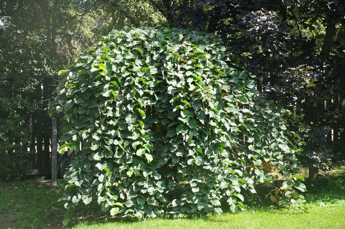 Image of Ulmus glabra specimen.