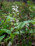 Maianthemum bifolium. Цветущее растение. Тверская обл., Кимрский р-н, окр. дер. Нутромо, край заболоченного участка в сосново-еловом бору, возле лесной дороги. 09.06.2023.