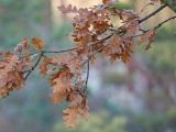 Quercus cerris. Ветвь покоящегося дерева с неопавшими сухими листьями. Краснодар, парк \"Краснодар\", Японский сад, в культуре. 01.01.2024.