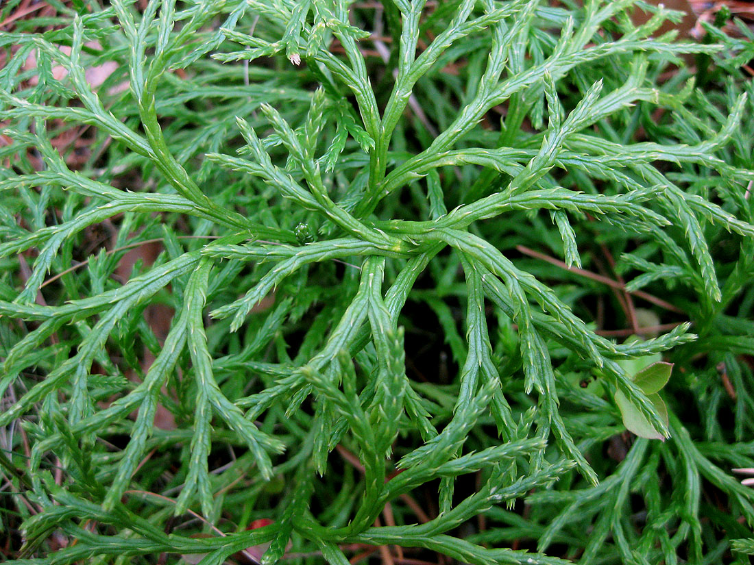 Image of Diphasiastrum × zeilleri specimen.