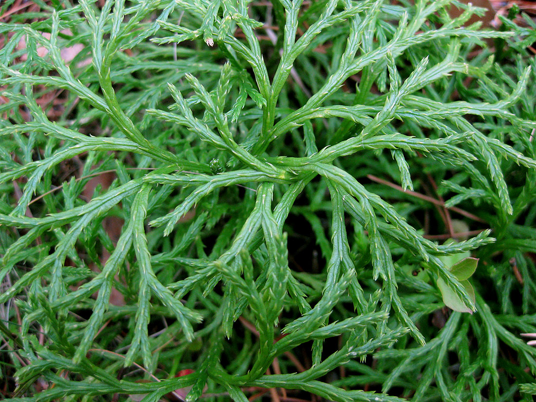 Image of Diphasiastrum &times; zeilleri specimen.