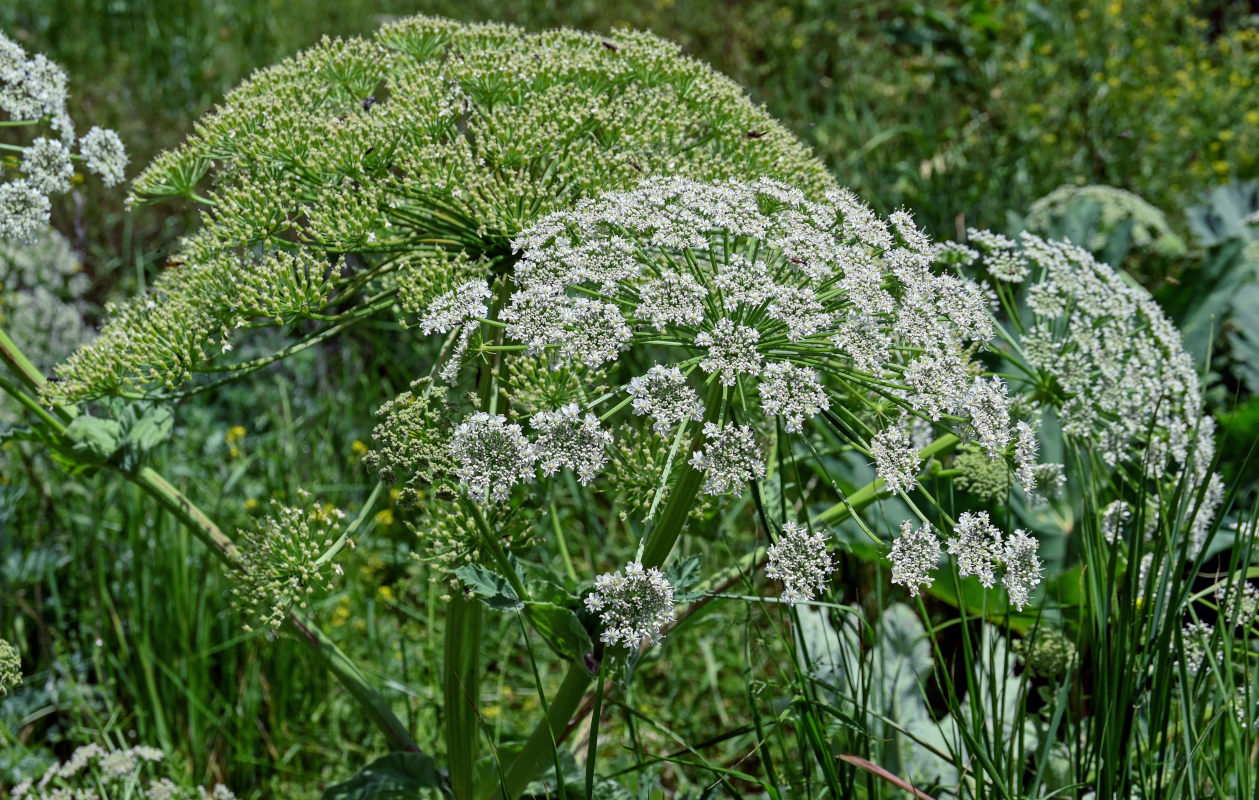 Image of genus Heracleum specimen.