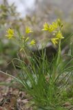 Gagea chrysantha