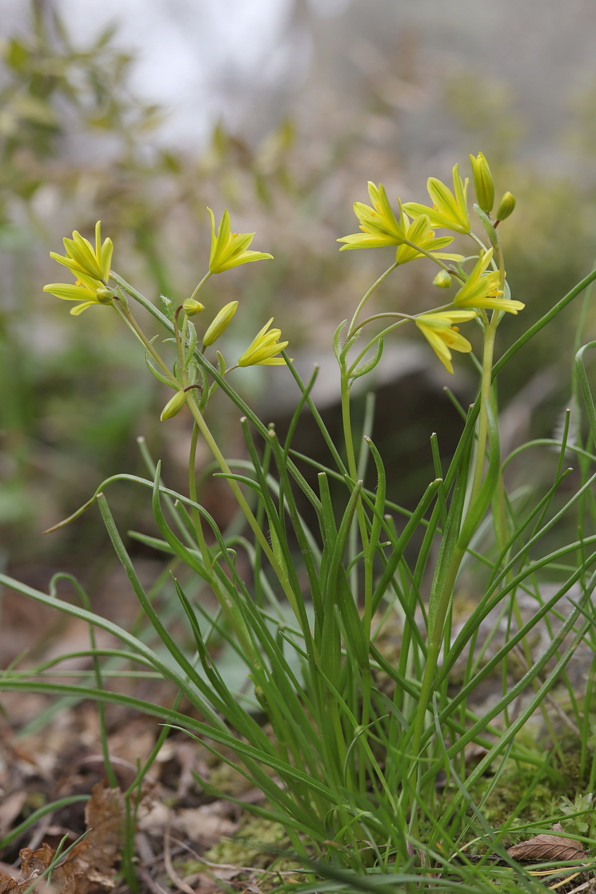 Изображение особи Gagea chrysantha.