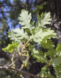 род Quercus. Верхушка веточки с соцветиями (видна абаксиальная сторона листьев). Испания, автономное сообщество Каталония, провинция Жирона, комарка Ла-Гарроча, муниципалитет Ла-Валь-де-Бианья, подр-н (субкомарка) Л’Альта-Гарроча, окр. дер. Sant Salvador de Bianya, 643 м н.у.м., средняя часть склона зап. экспозиции, дубовый (Quercus ilex) лес. 12.04.2024.