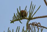 Araucaria heterophylla. Верхушка ветви с шишкой. Египет, мухафаза Александрия, г. Александрия, в культуре. 02.05.2023.