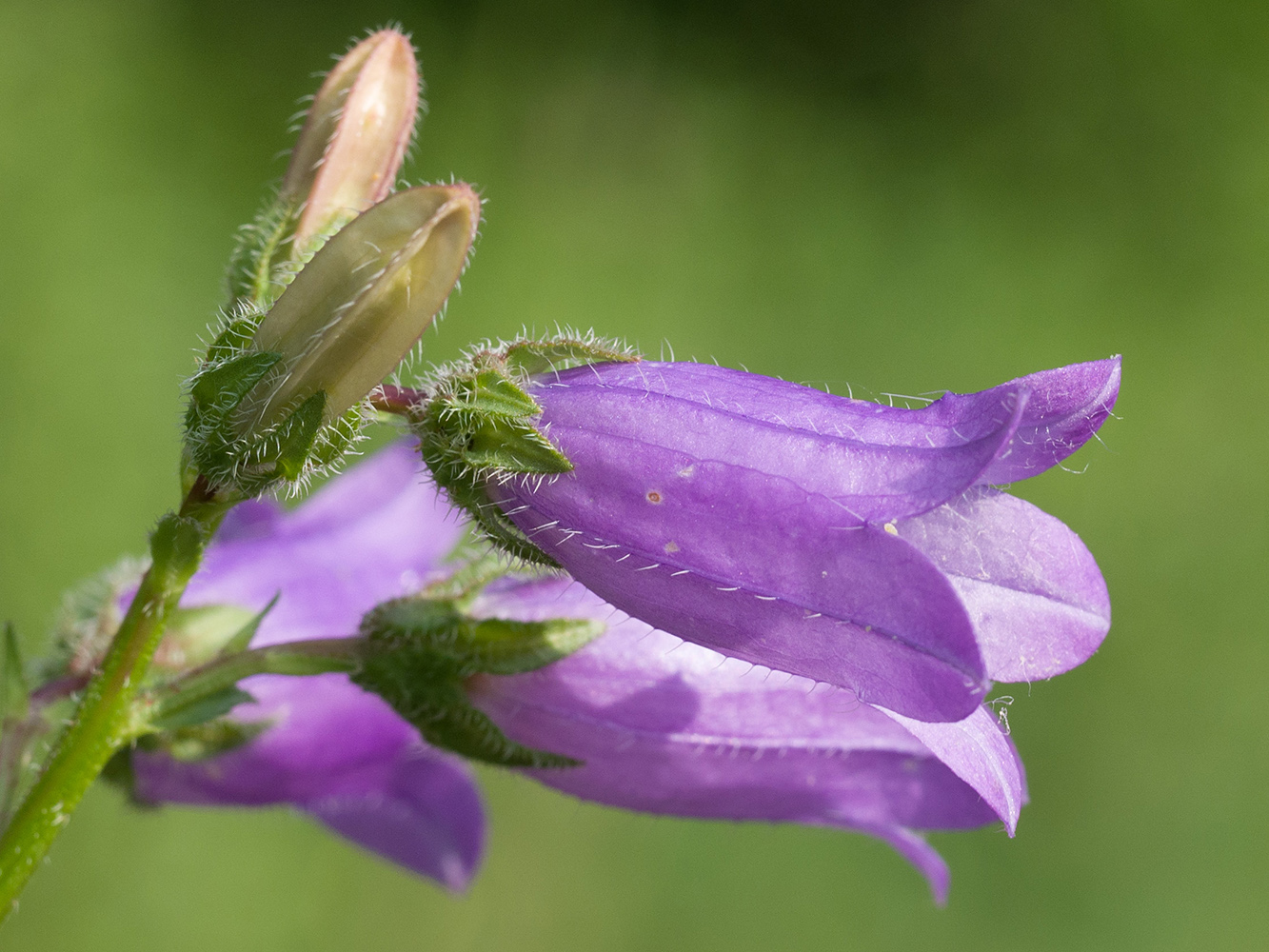 Image of Campanula praealta specimen.