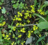 Erysimum cheiranthoides