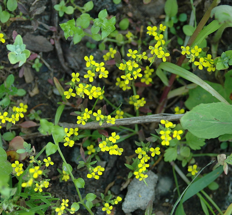 Image of Erysimum cheiranthoides specimen.