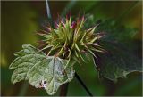 Lamium album. Соплодие. Московская обл., Раменский р-н, окр. дер. Хрипань, садовый участок. 12.06.2024.
