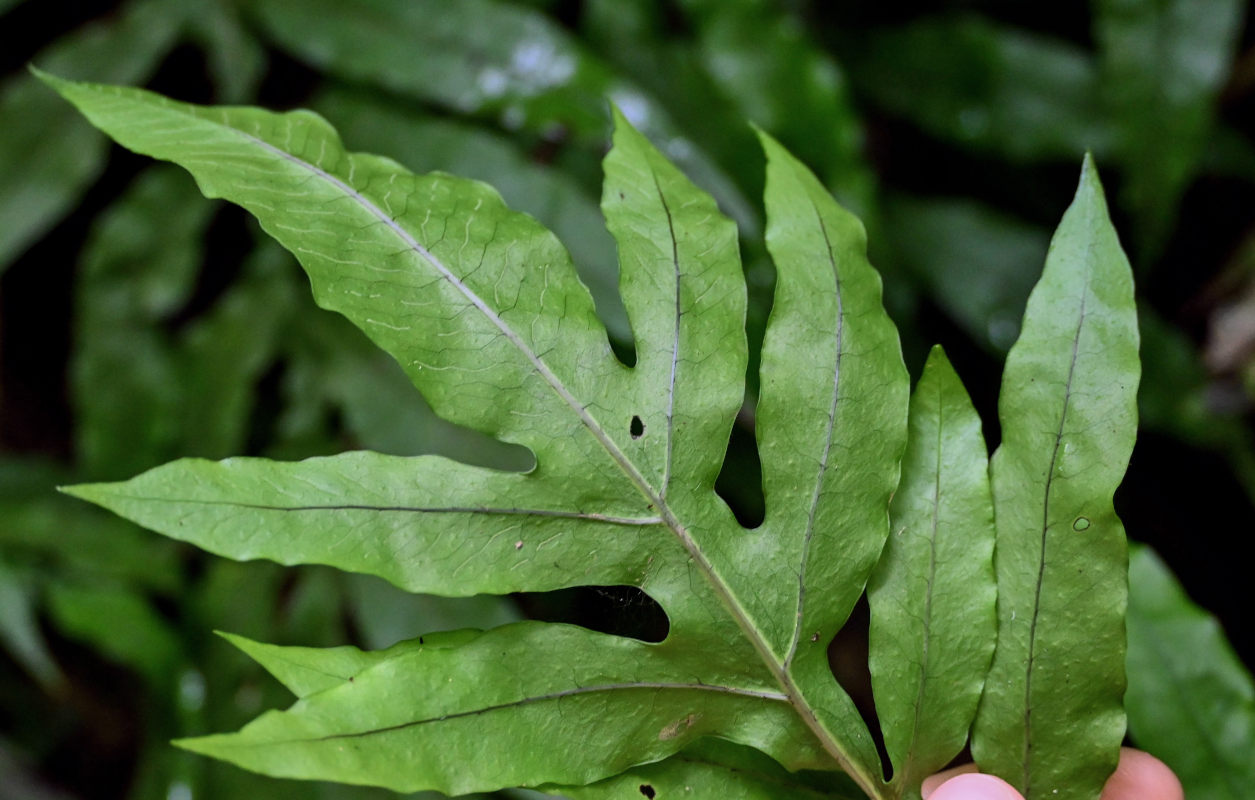 Изображение особи Phymatosorus scolopendria.