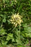 род Pedicularis