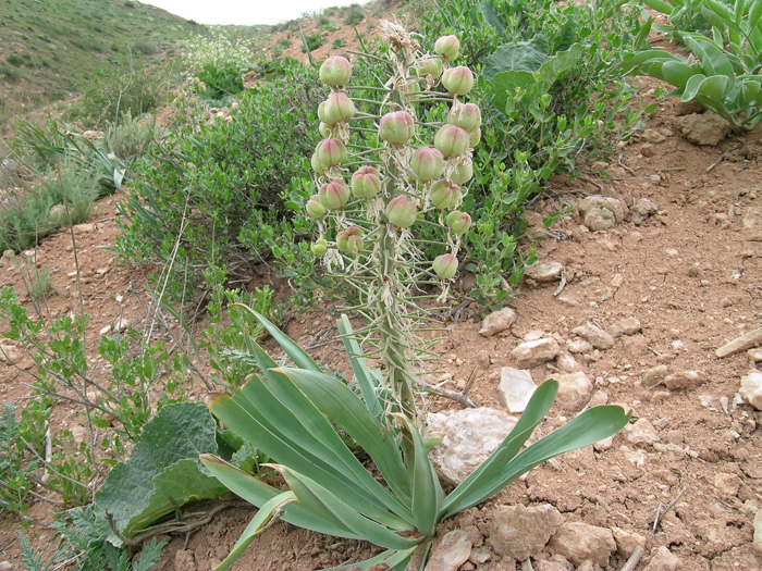 Image of Eremurus alberti specimen.