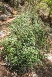 Smilax aspera. Вегетирующее растение. Турция, пров. Анталья, окр. бухты Чиралы, Ликийская тропа, каменистый склон. 29.05.2024.