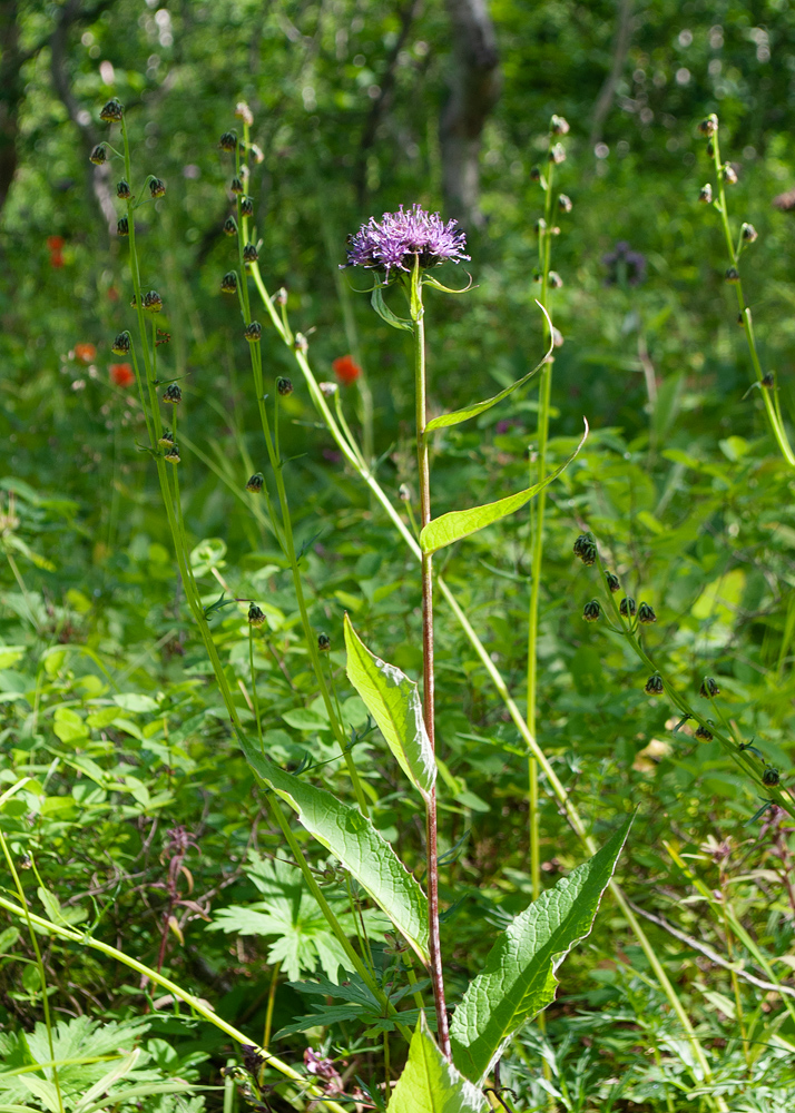 Image of Saussurea pseudotilesii specimen.