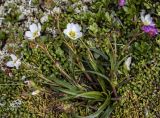 Claytonia soczaviana