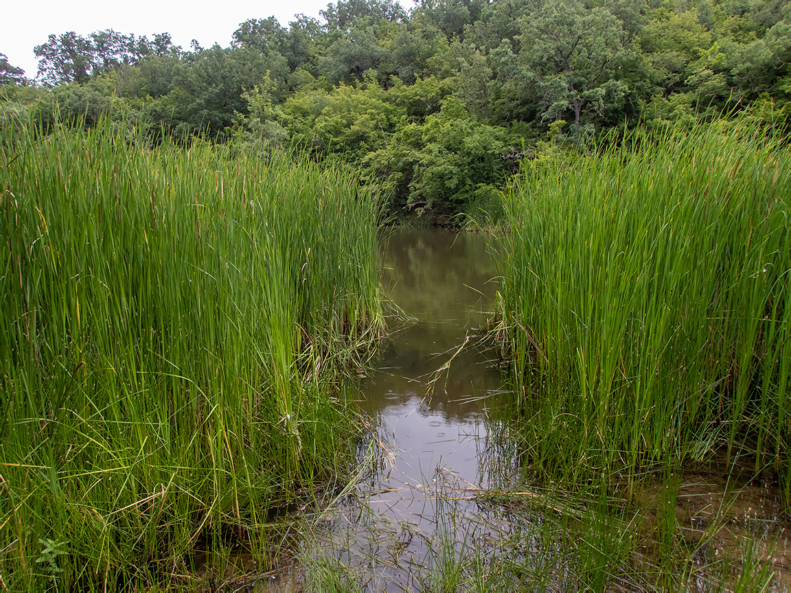 Image of Typha angustifolia specimen.