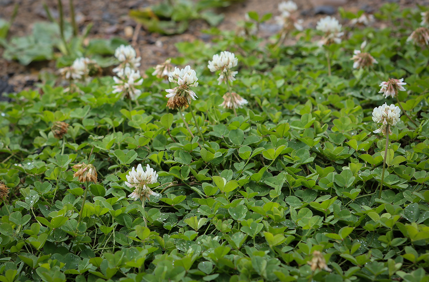 Изображение особи Trifolium repens.