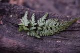 Asplenium adiantum-nigrum. Часть вайи с сорусами (вид на абаксиальную поверхность). Грузия, г. Тбилиси, Старый Тбилиси, заброшенный двор. 4 февраля 2025 г.