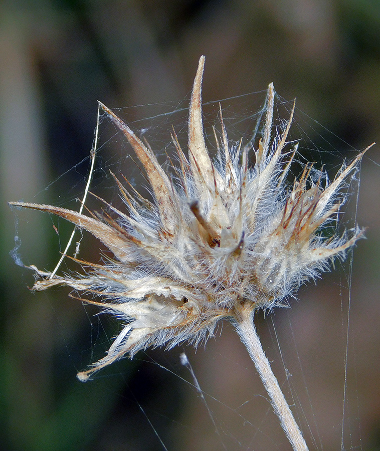 Image of Psoralea bituminosa ssp. pontica specimen.