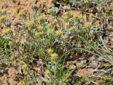 Alyssum разновидность desertorum