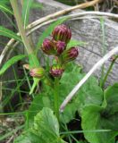 Ligularia sibirica. Верхушка зацветающего растения на техногенной площадке у временного деревянного строения. Коми, Интинский р-н, Приполярный Урал, пос. Желанный, долина р. Балбанью. 12.07.2010.