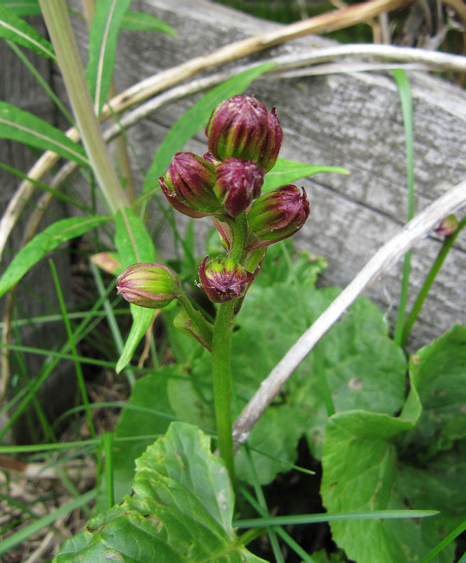 Image of Ligularia sibirica specimen.