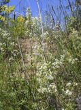Galium lucidum. Верхушки цветущих растений. Испания, Каталония, пров. Жирона, комарка Баш Эмпорда, муниципалитет Калонже, пустырь на отвалах грунта от расширения дороги. 17.05.2025.